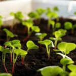 5 Steps to Grow Veggies in Containers