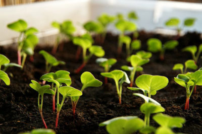 5 Steps to Grow Veggies in Containers